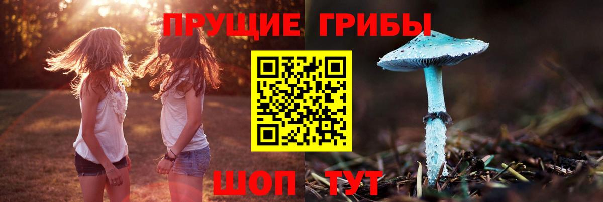 Псилоцибиновые грибы Psilocybine cubensis Южноуральск